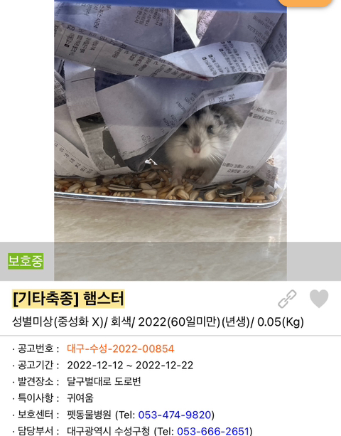포인핸드 강아지 고양이 동물들 근황.jpg (귀여움 주의) | 인스티즈