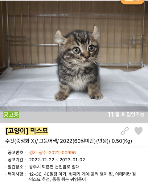 포인핸드 강아지 고양이 동물들 근황.jpg (귀여움 주의) | 인스티즈