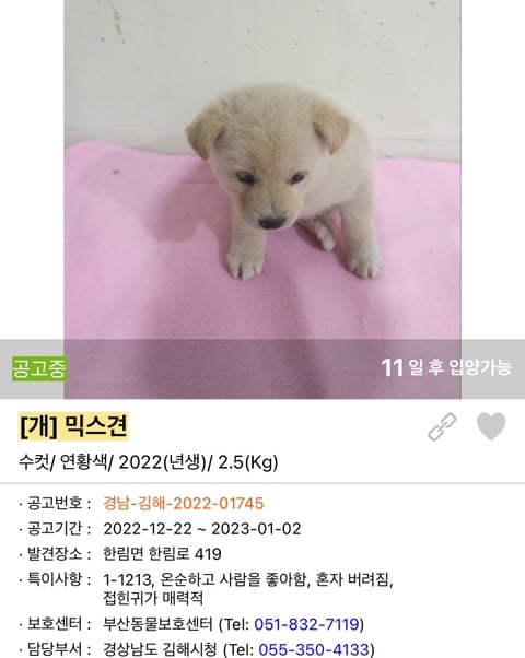 포인핸드 강아지 고양이 동물들 근황.jpg (귀여움 주의) | 인스티즈