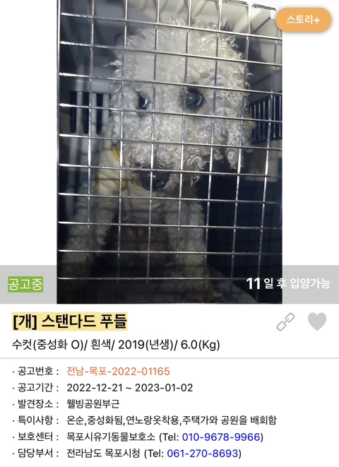 포인핸드 강아지 고양이 동물들 근황.jpg (귀여움 주의) | 인스티즈