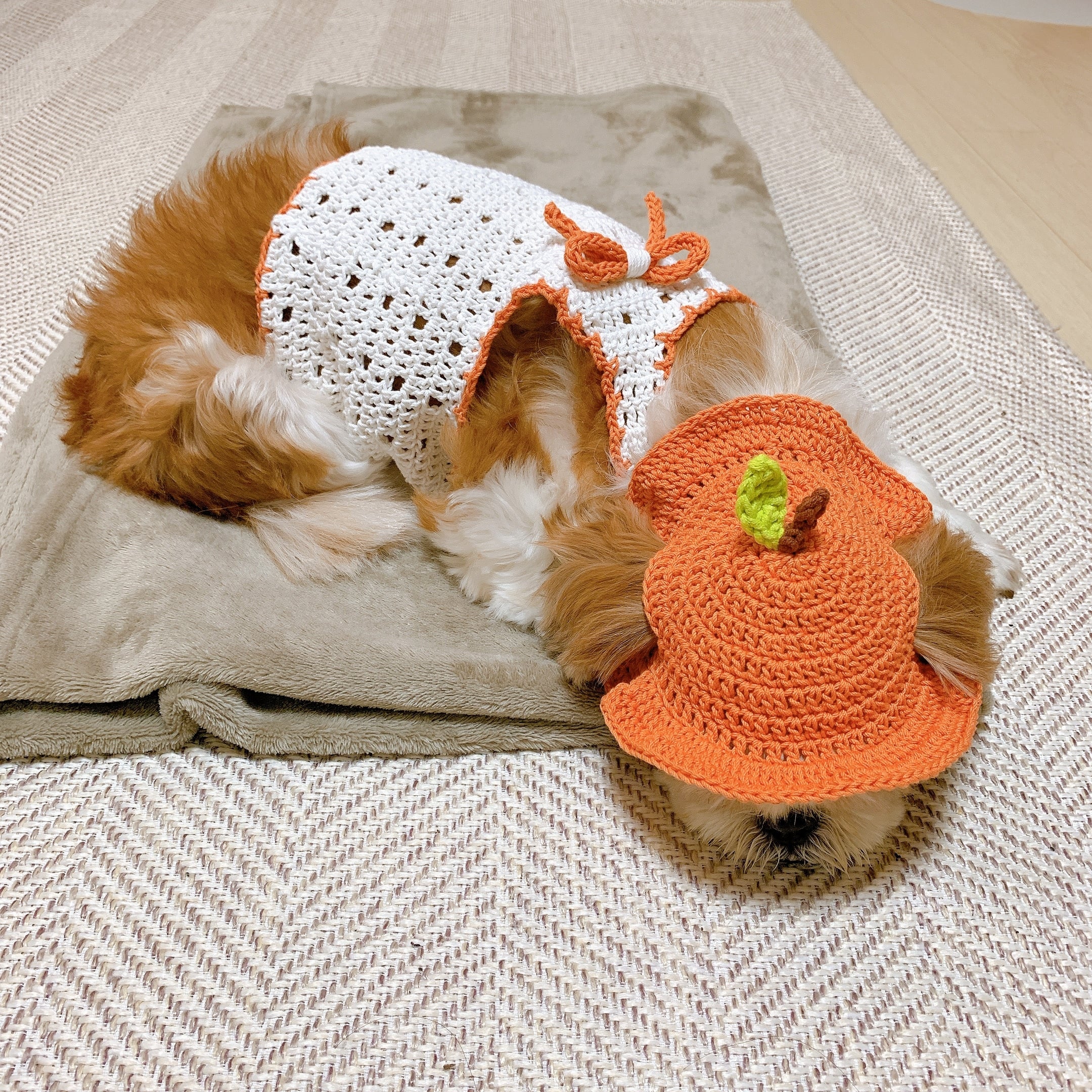 그동안 뜨개질한 강아지 옷..과... 잡다한 것들 | 인스티즈