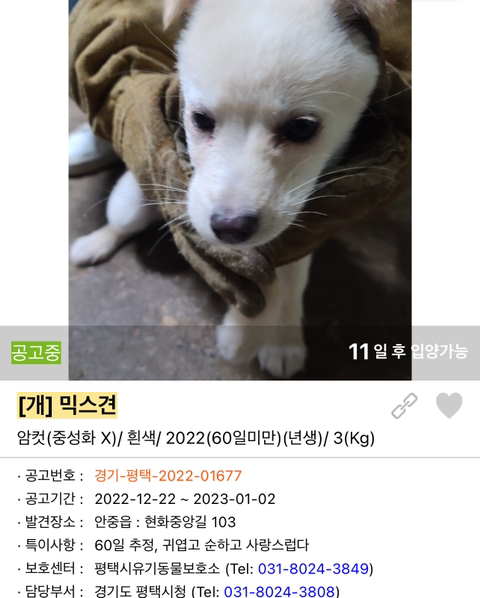 포인핸드 강아지 고양이 동물들 근황.jpg (귀여움 주의) | 인스티즈