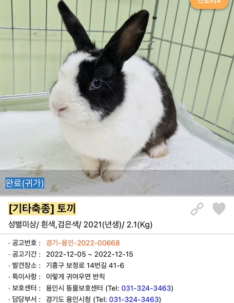 포인핸드 강아지 고양이 동물들 근황.jpg (귀여움 주의) | 인스티즈