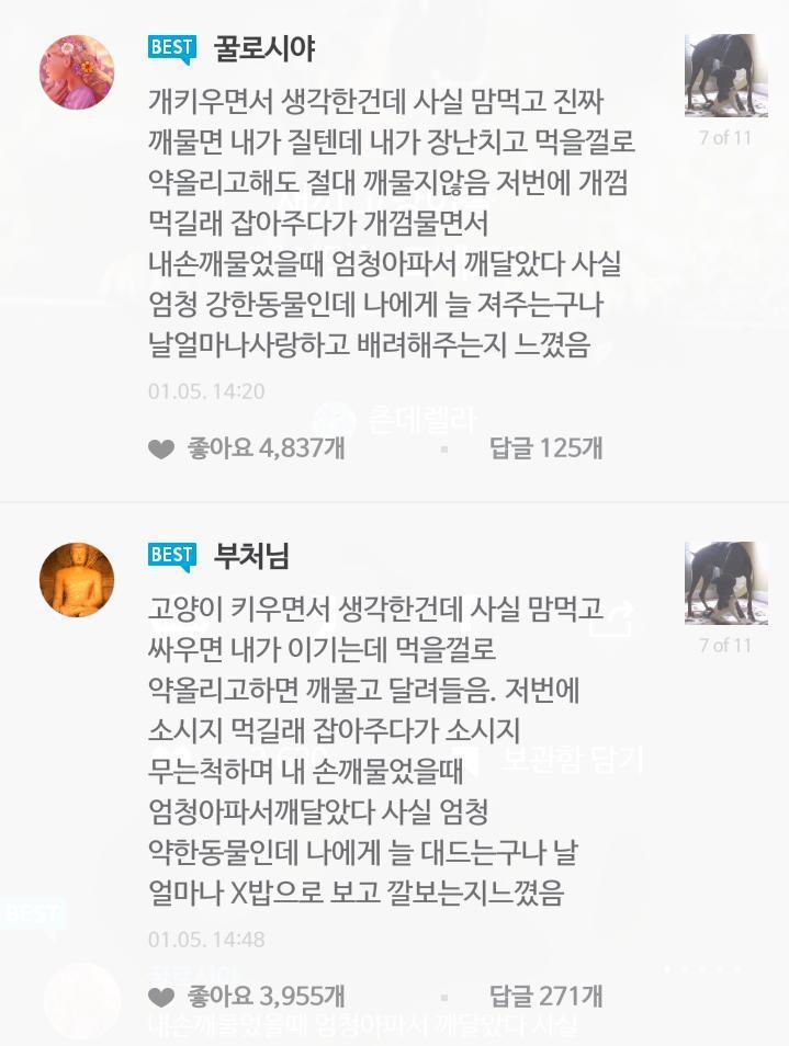 고양이와 개의 차이.jpg | 인스티즈