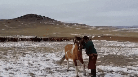 말 길들이는 몽골인.gif | 인스티즈