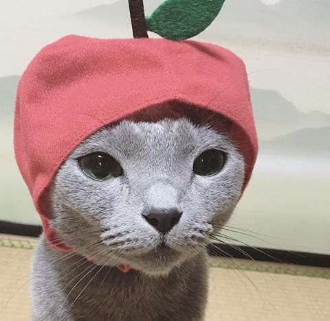 코스프레 야옹이 | 인스티즈