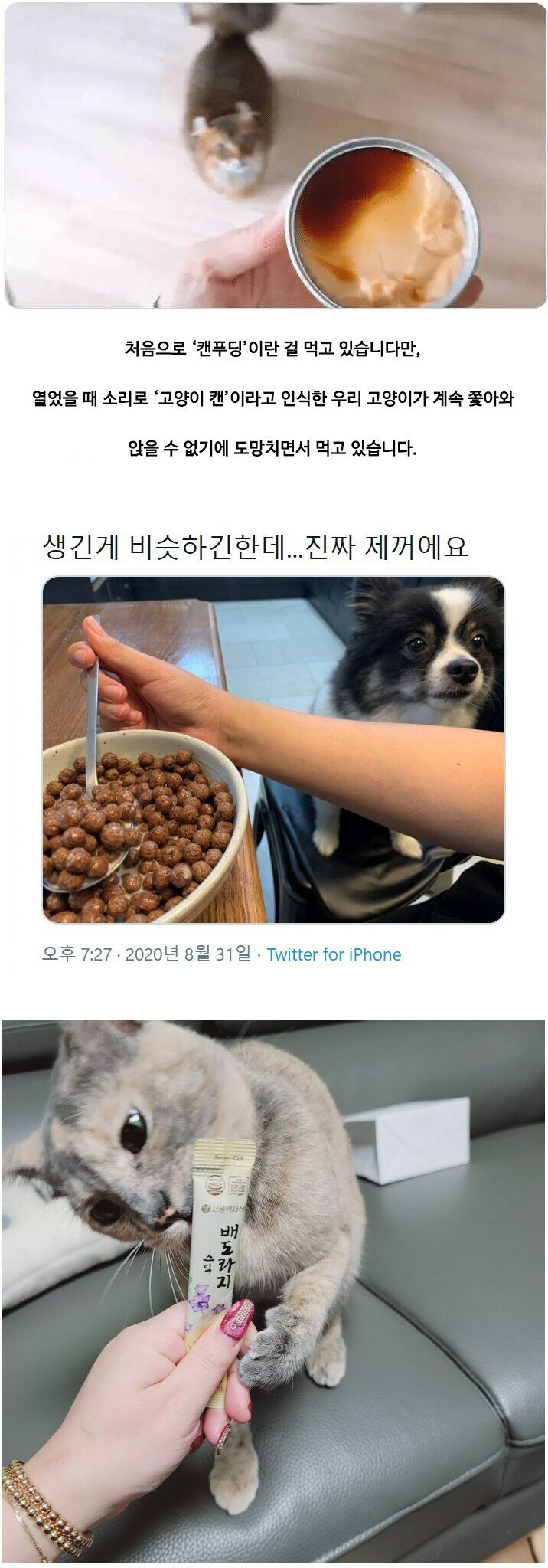 오해받고 있는 집사들 | 인스티즈
