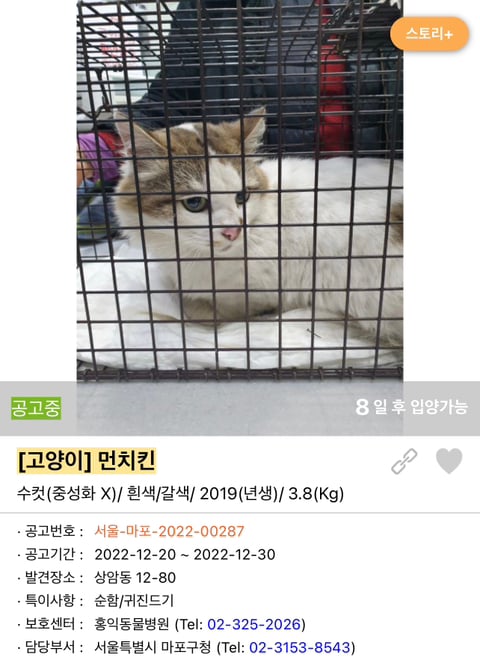 포인핸드 강아지 고양이 동물들 근황.jpg (귀여움 주의) | 인스티즈