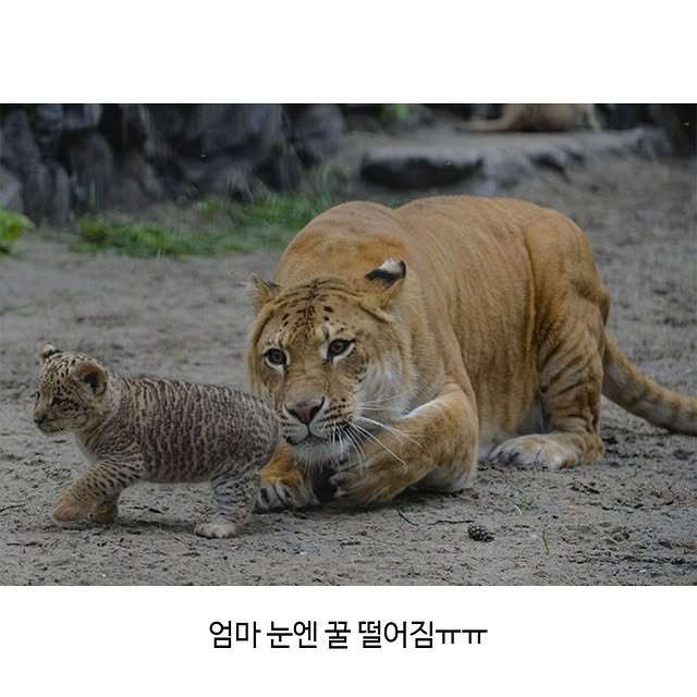 세상 어렵게 태어난 릴라이거 | 인스티즈