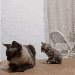 언니랑 친해지고 싶어서 몇번이고 다가가보는 아깽이....gif | 인스티즈