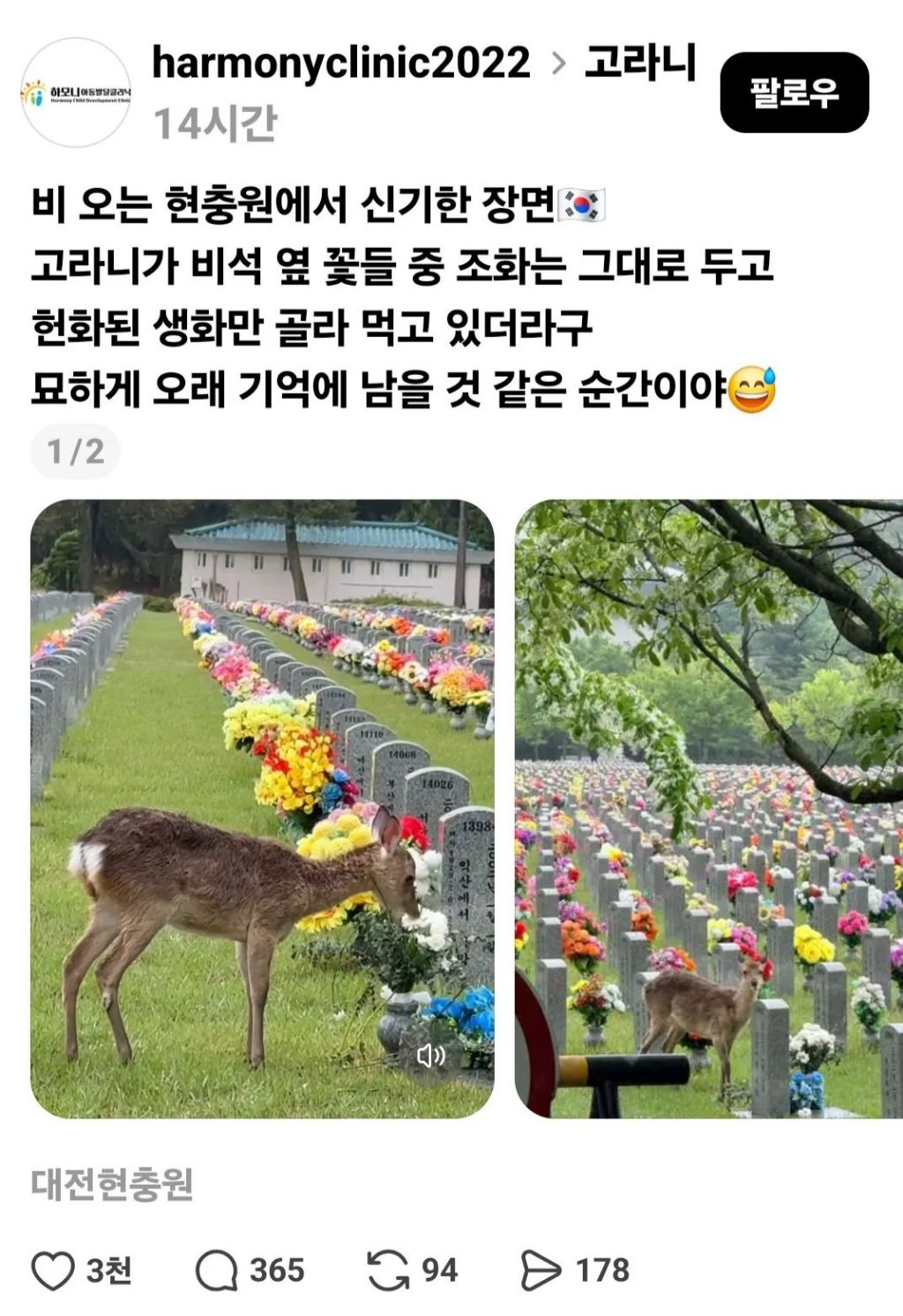 현충원의 꽃을 뜯어먹는 고라니 | 인스티즈