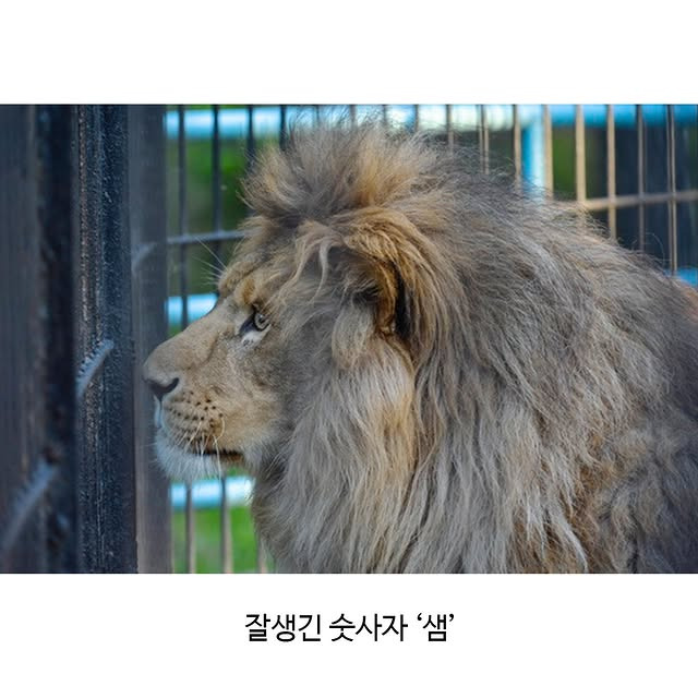 세상 어렵게 태어난 릴라이거 | 인스티즈