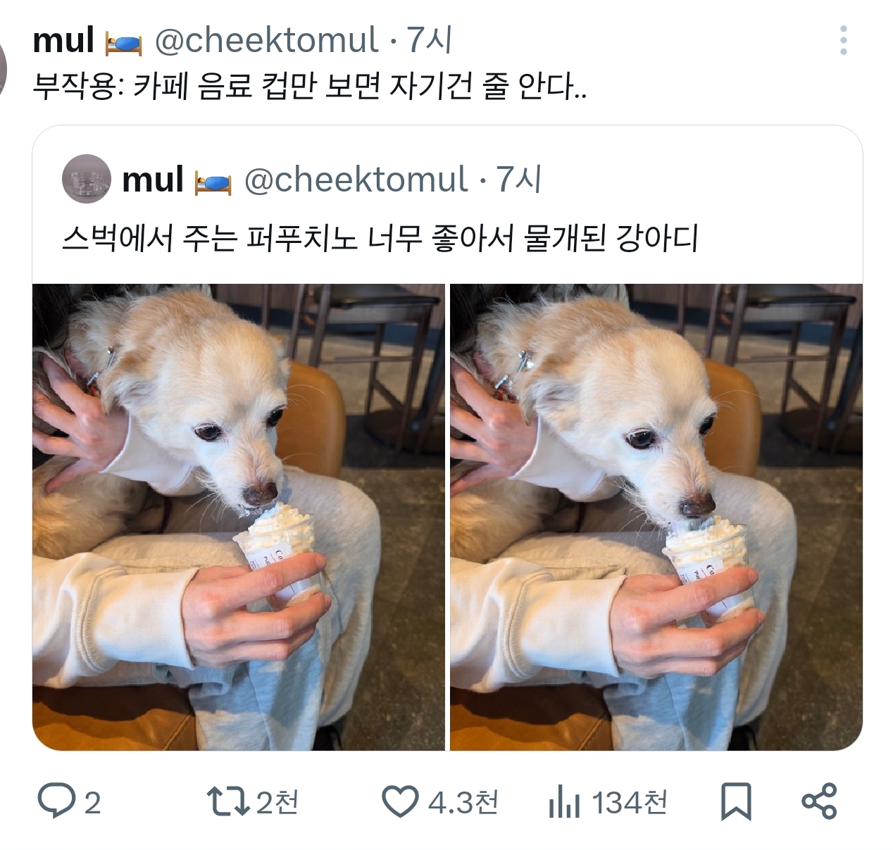 스벅에서 주는 퍼푸치노 너무 좋아서 물개된 강아디 | 인스티즈