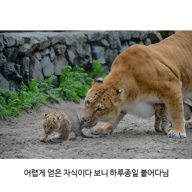 세상 어렵게 태어난 릴라이거 | 인스티즈