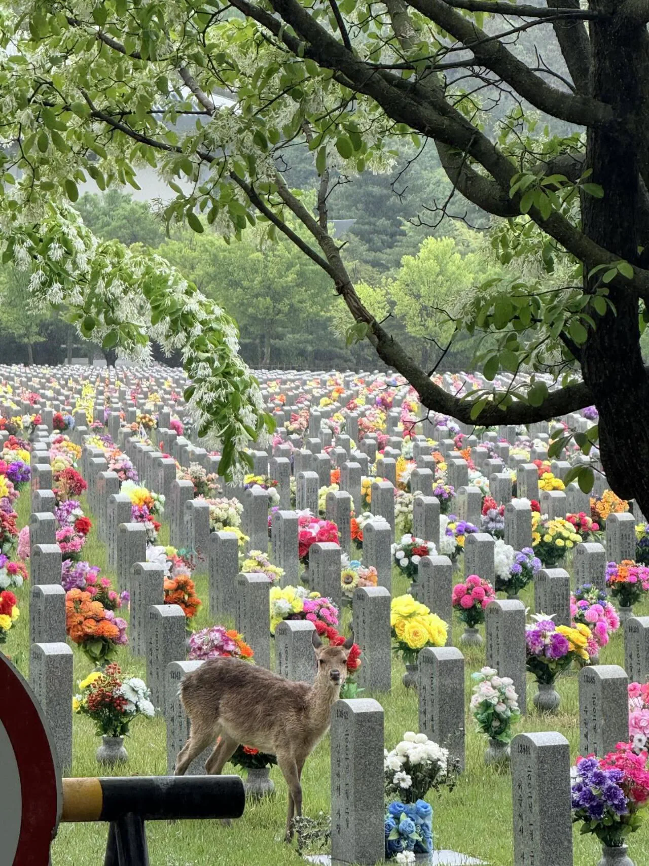 현충원의 꽃을 뜯어먹는 고라니 | 인스티즈