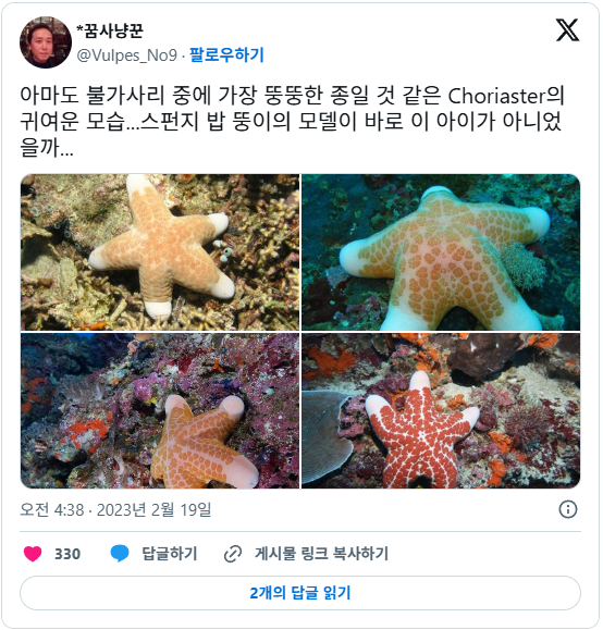 뚱뚱한 불가사리 | 인스티즈