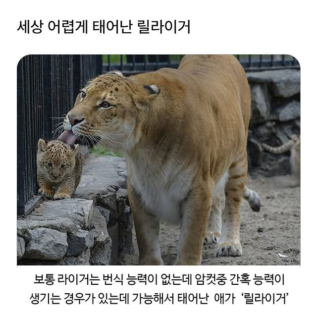 세상 어렵게 태어난 릴라이거 | 인스티즈