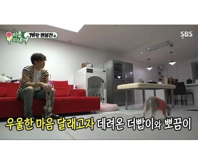 반려견을 키우면 우울증이 치료된다.jpg | 인스티즈