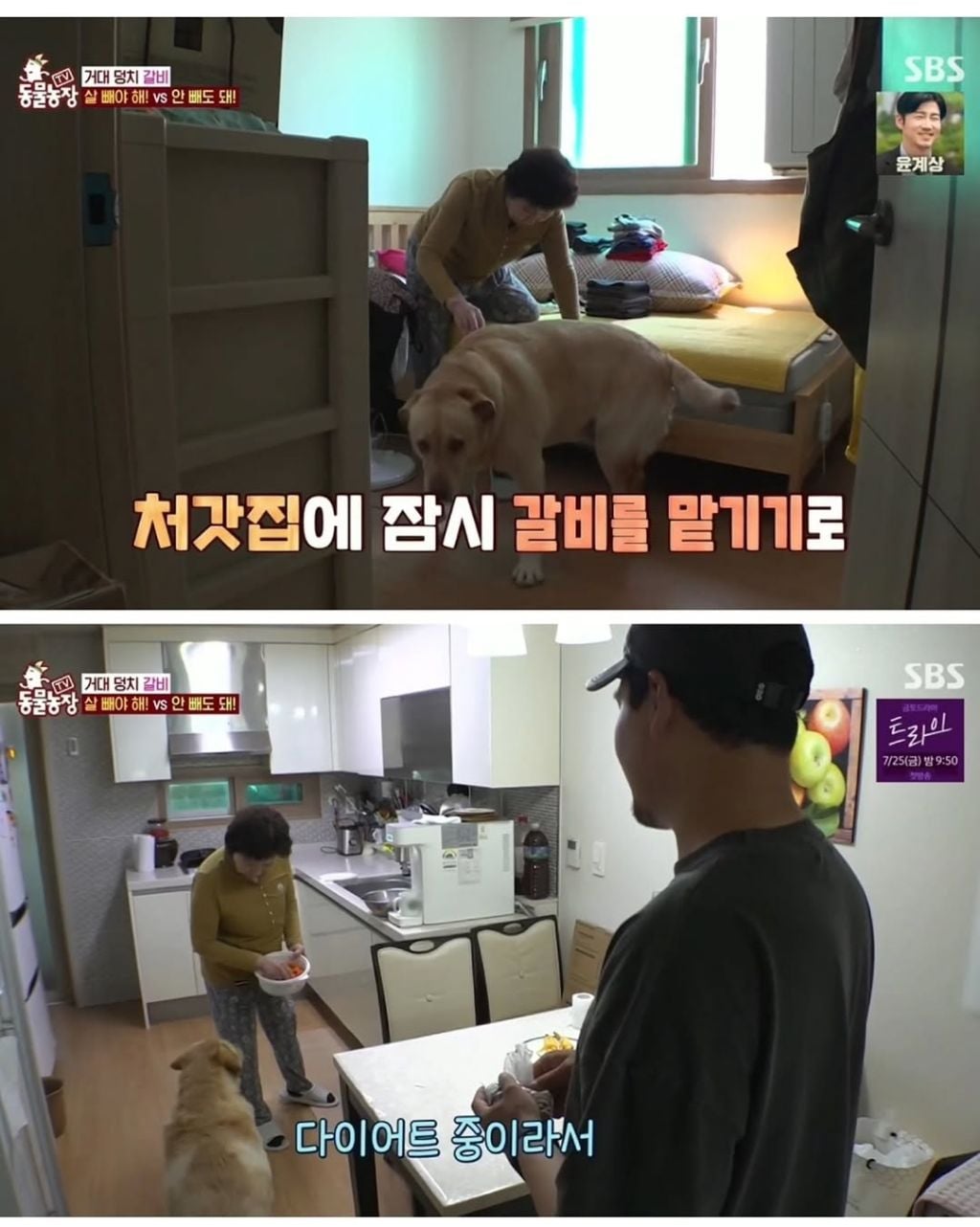 할머니한테 개 맡기면 안되는 이유 | 인스티즈
