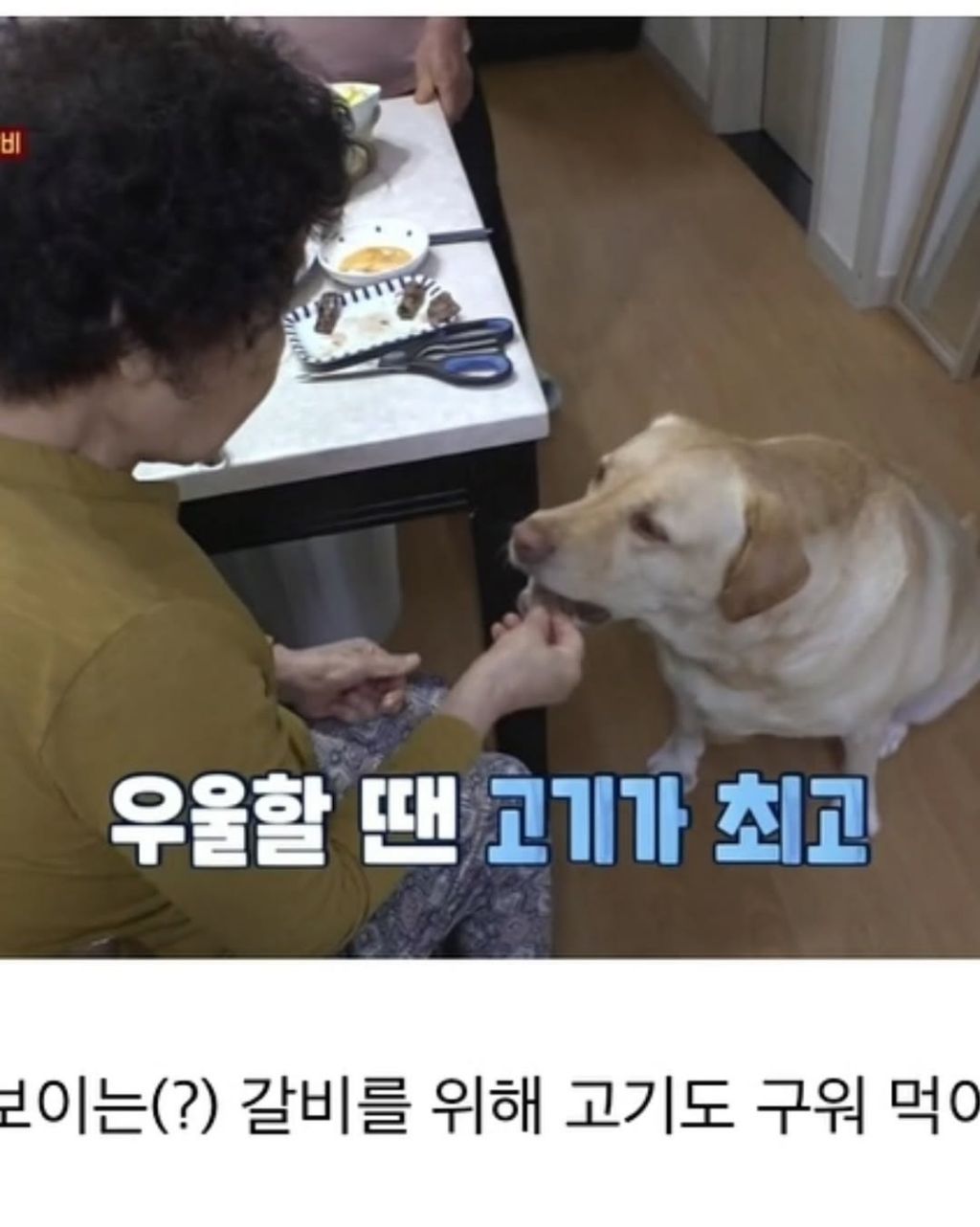 할머니한테 개 맡기면 안되는 이유 | 인스티즈