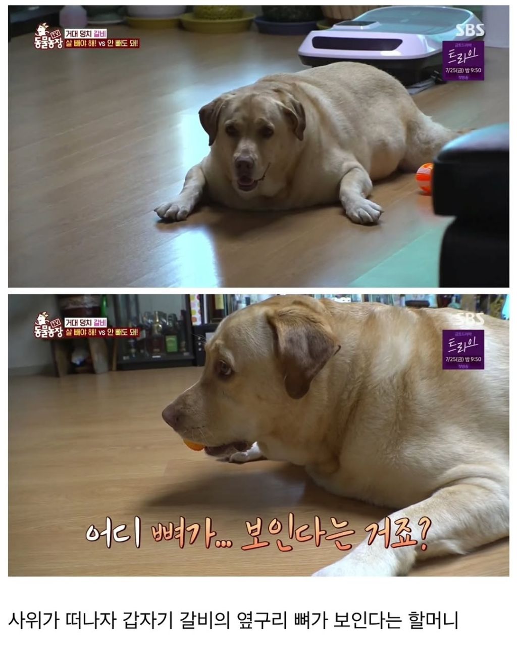 할머니한테 개 맡기면 안되는 이유 | 인스티즈