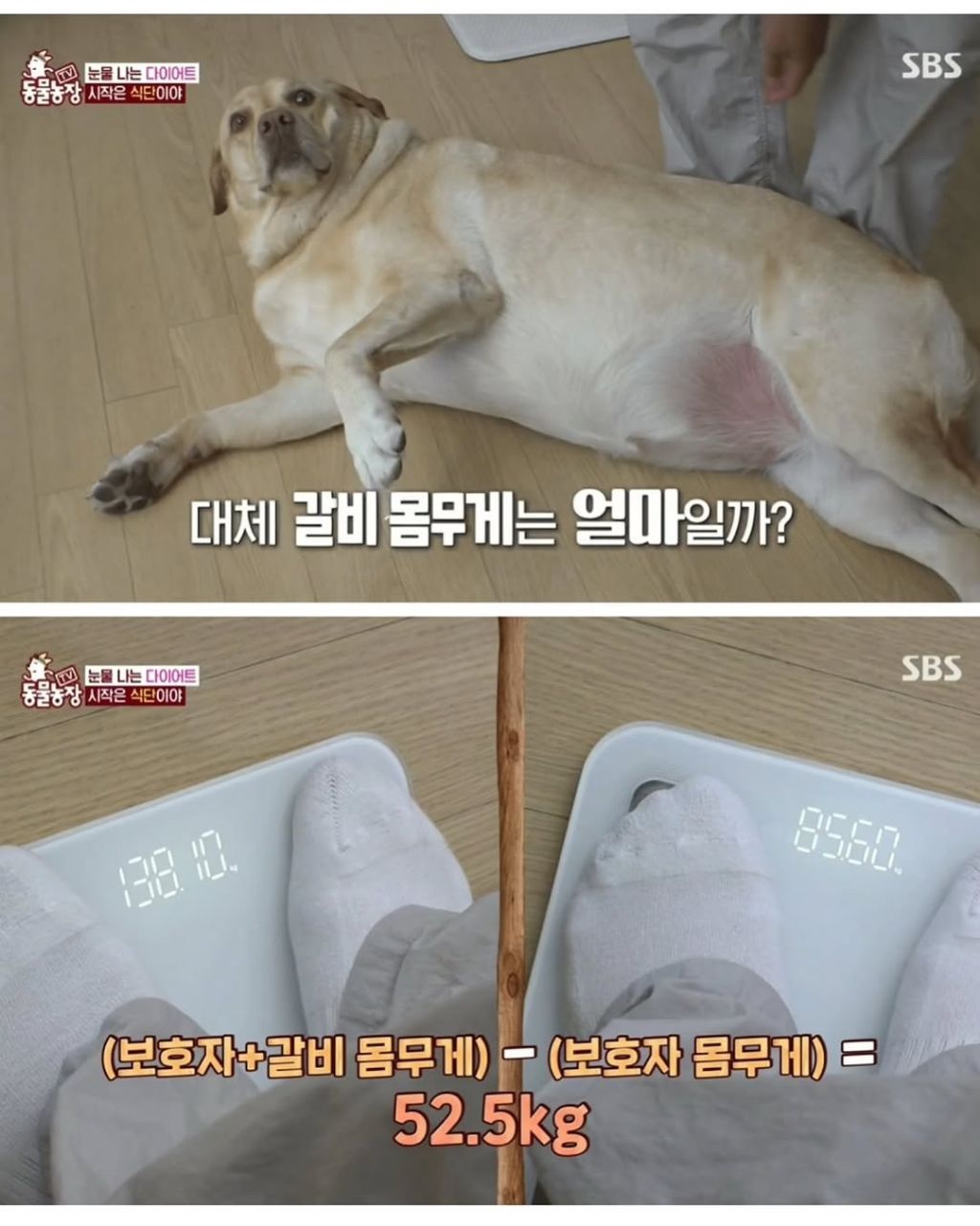 할머니한테 개 맡기면 안되는 이유 | 인스티즈
