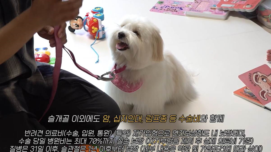 결국 펫보험 설계사 자격증 까지 땄다는 강형욱 근황 | 인스티즈