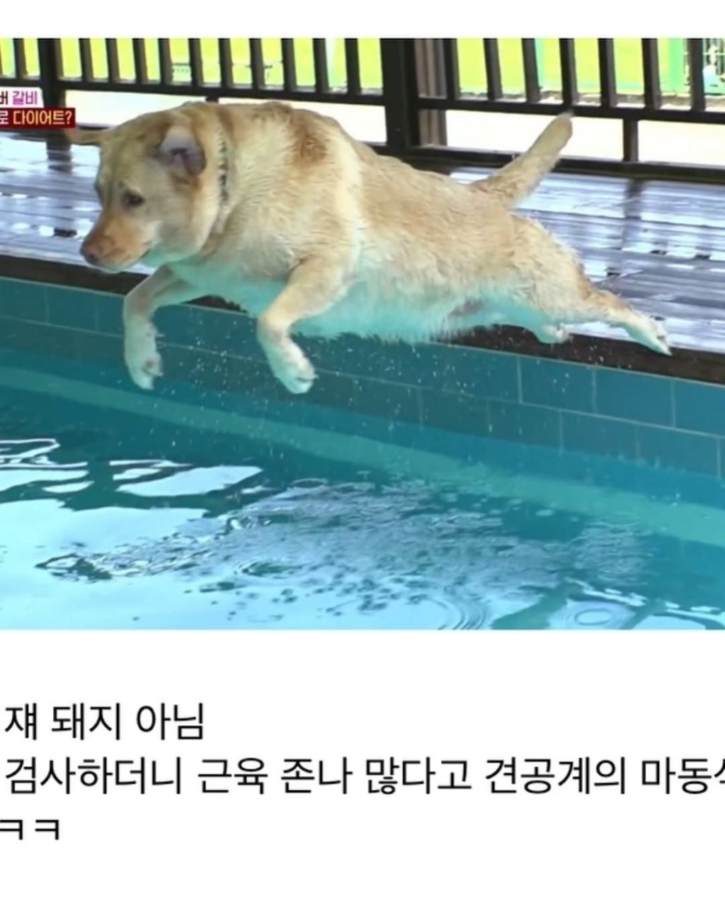 할머니한테 개 맡기면 안되는 이유 | 인스티즈