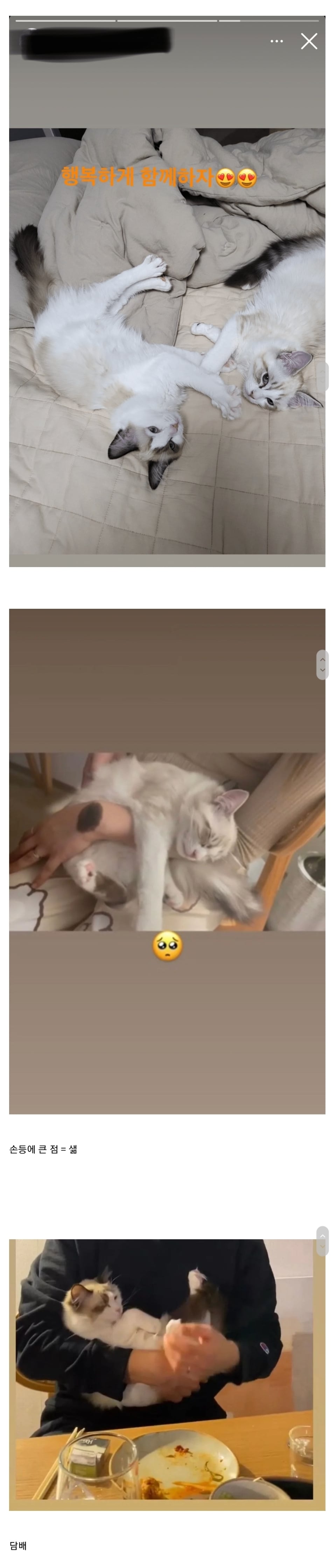 유투버 샒 어이 관련 고양이, 담배, 남친 얘기 자꾸 나오는 이유 (어이 요약정리).jpg | 인스티즈