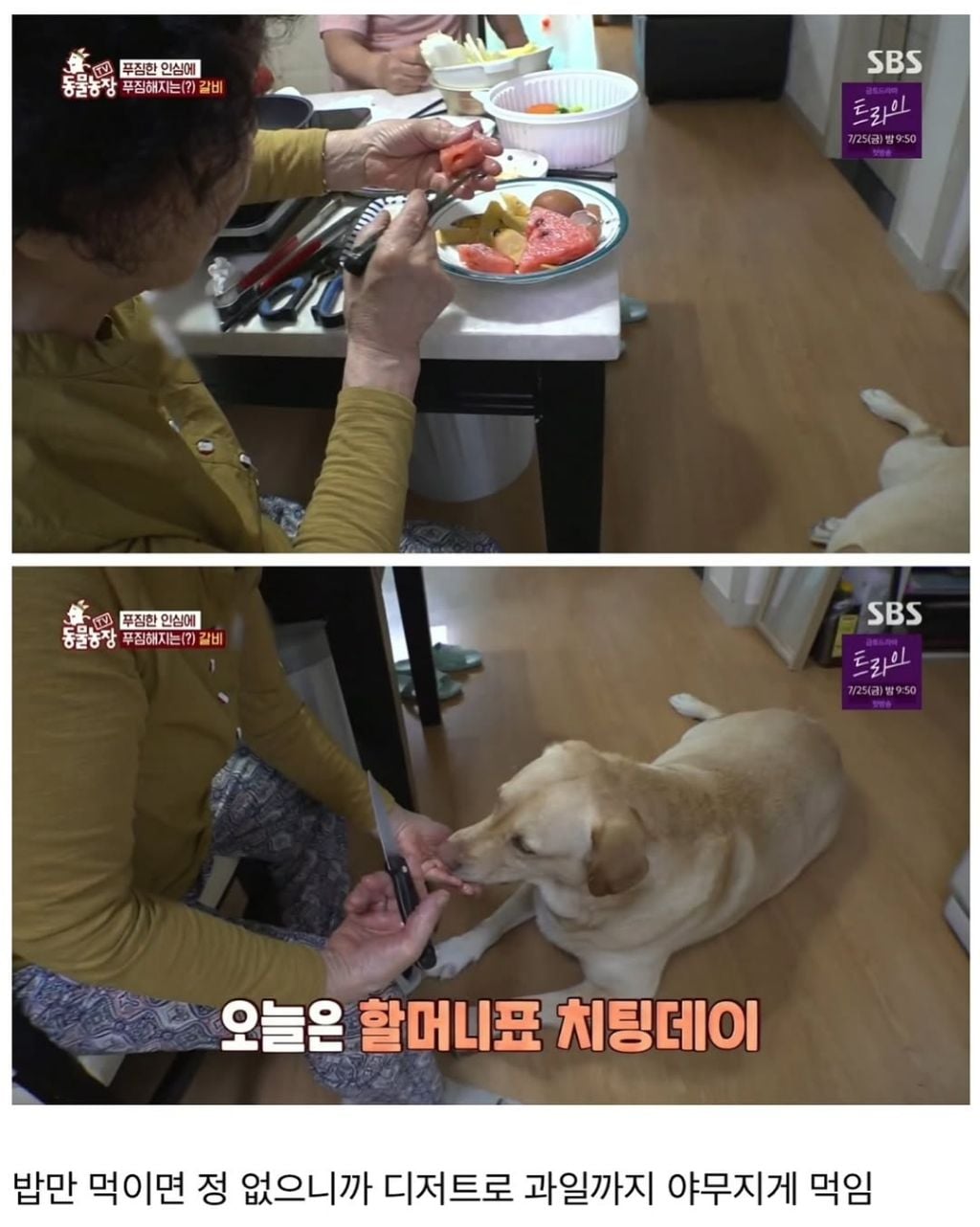 할머니한테 개 맡기면 안되는 이유 | 인스티즈