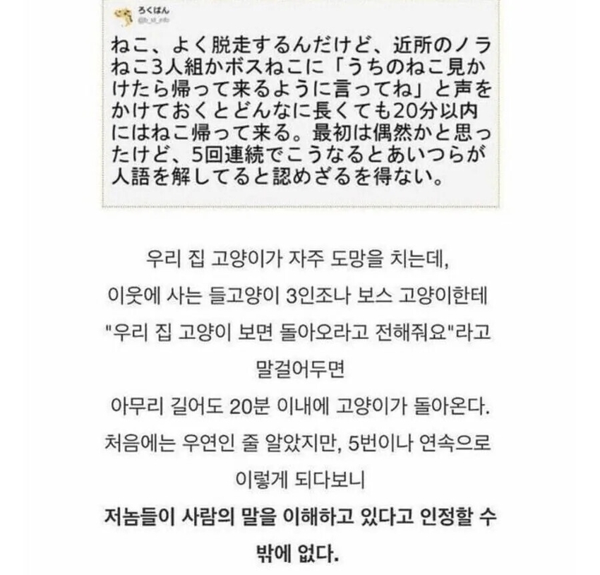 실제로 고양이와 대화했던 썰 | 인스티즈