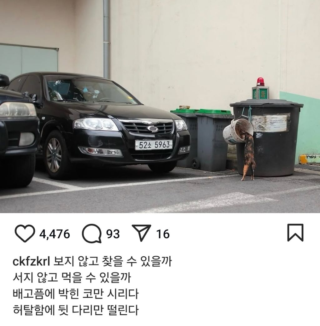 길고양이의 가혹한 겨울나기.. | 인스티즈