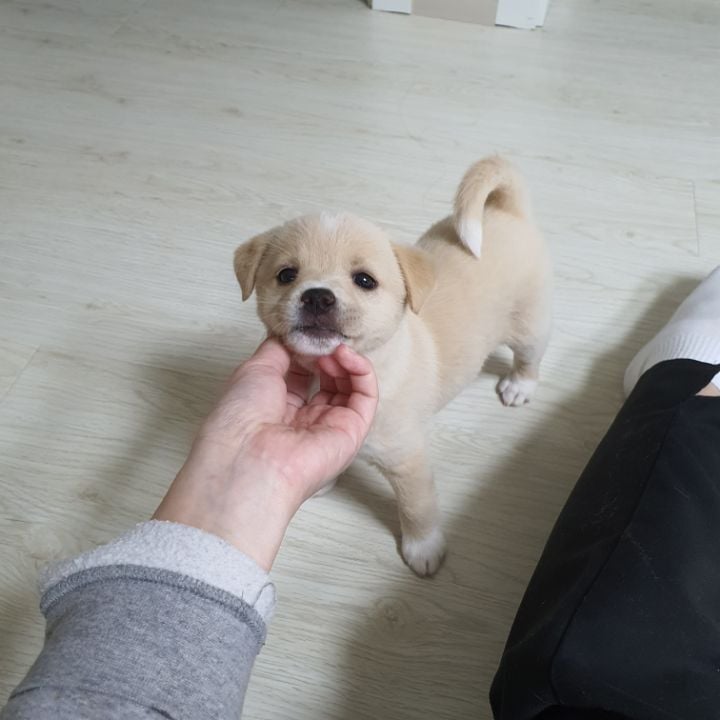 [강아지] 결국 포인핸드로 유기견 입양했어 | 인스티즈