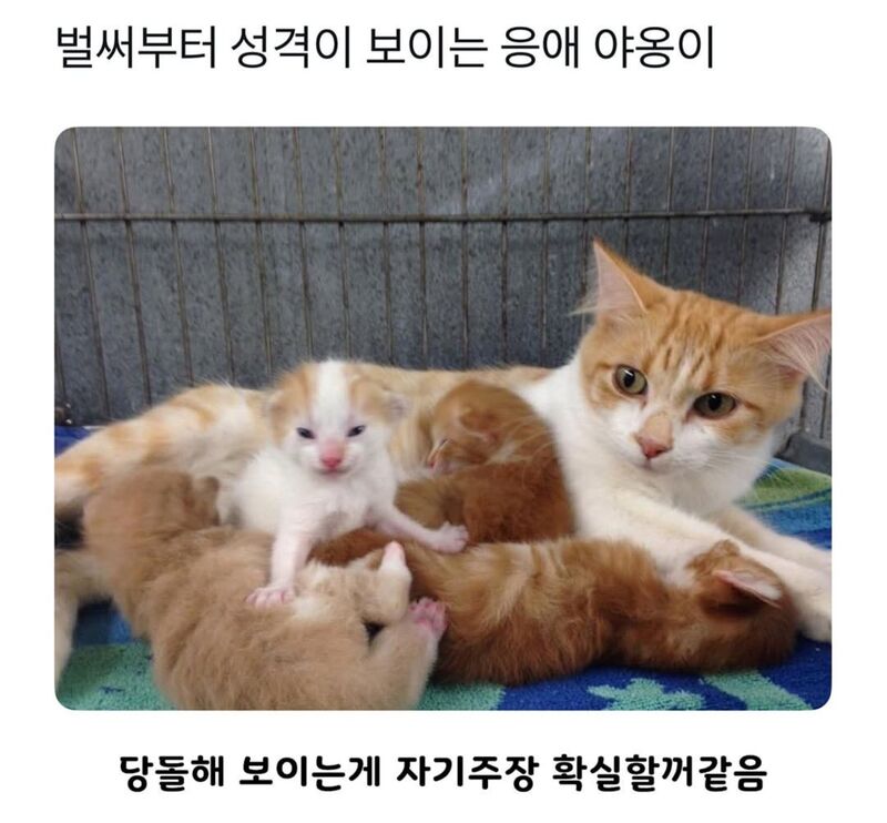 태어나자마자 성격 보이는 고양이 | 인스티즈