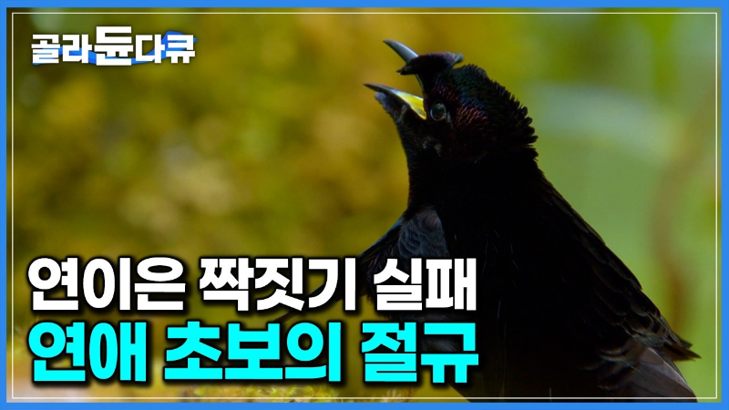 '아무도 날 사랑하지 않아...' 열흘째 짝짓기에 실패한 연애 초보 수컷 새의 절규 | 인스티즈