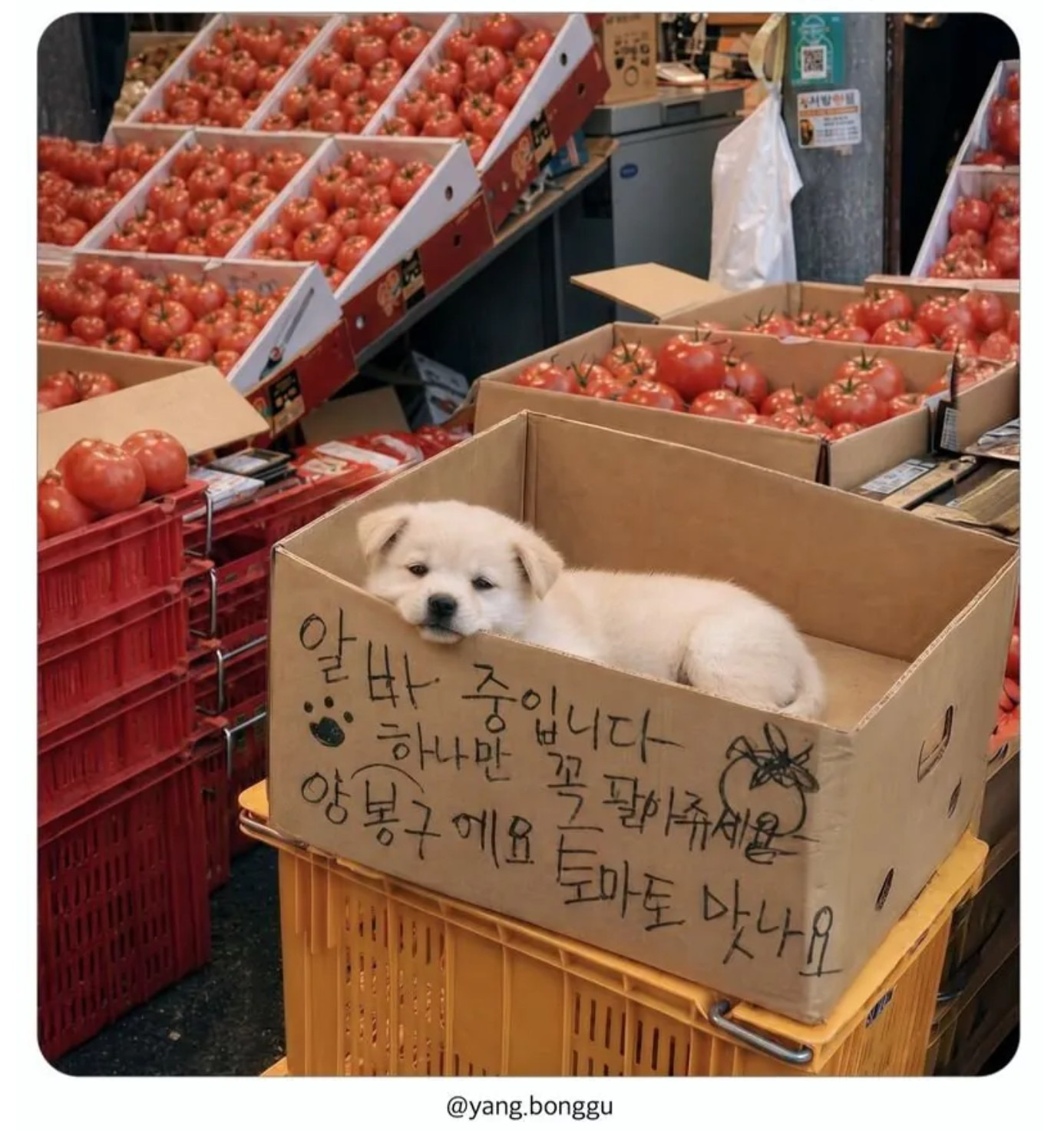 얼굴 믿고 아무것도 안 하는 시장 알바 | 인스티즈