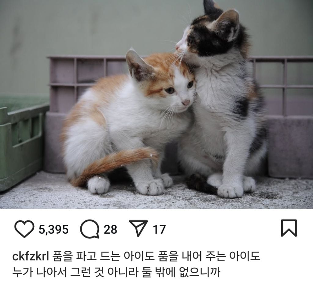 길고양이의 가혹한 겨울나기.. | 인스티즈