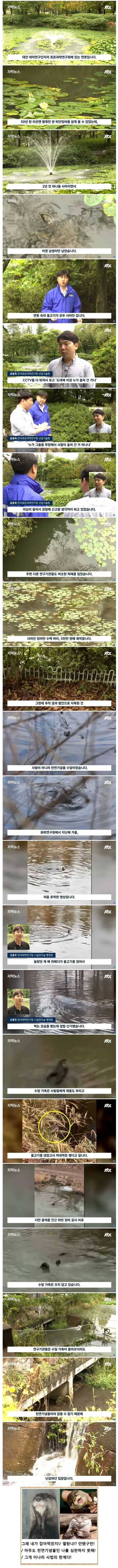 대전에서 5천만원어치 잉어 수백 마리 훔쳐 간 범인 | 인스티즈