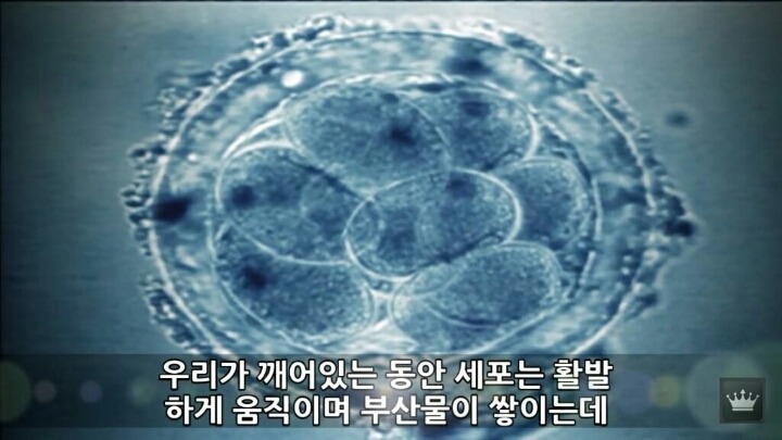 사람이 잠을 안자면 일어나는 현상 | 인스티즈