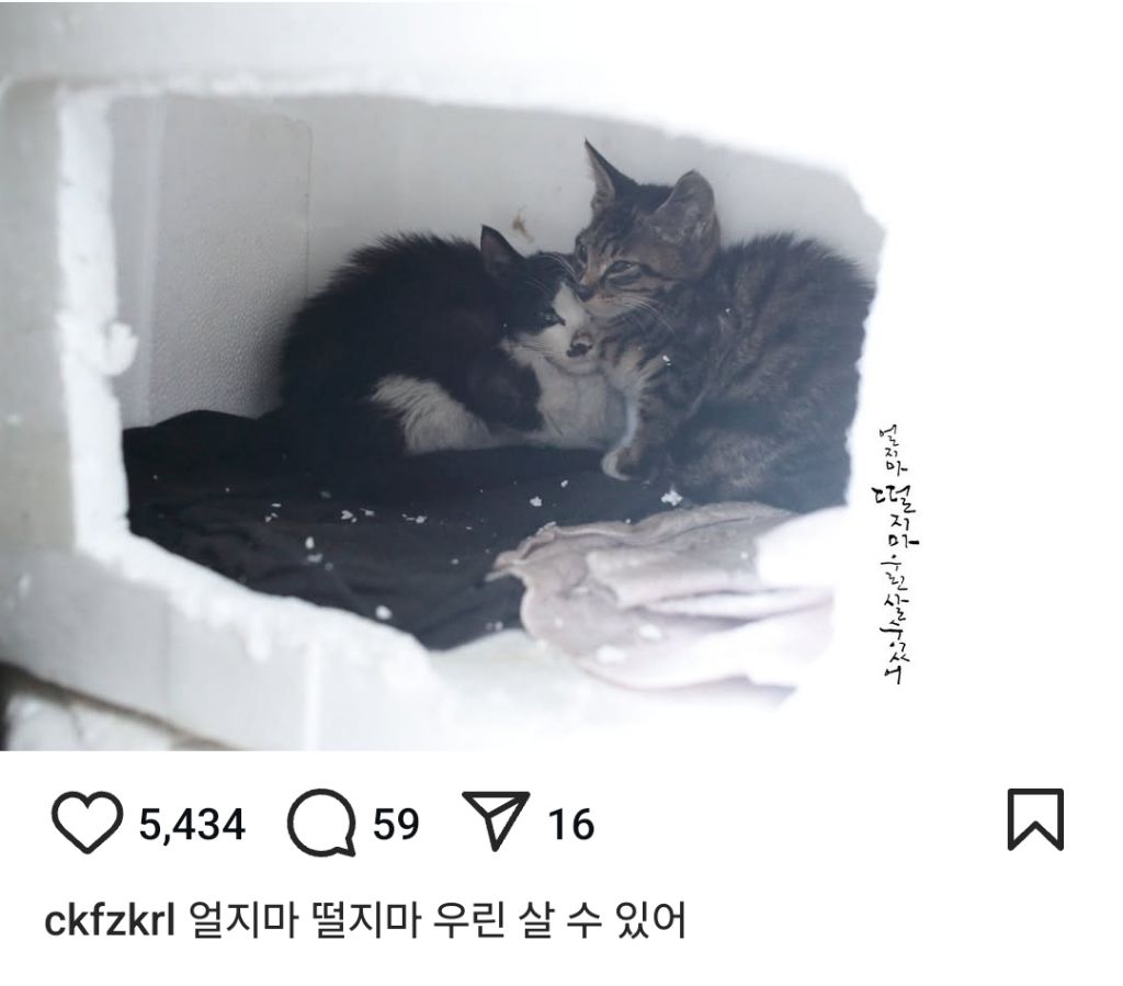 길고양이의 가혹한 겨울나기.. | 인스티즈
