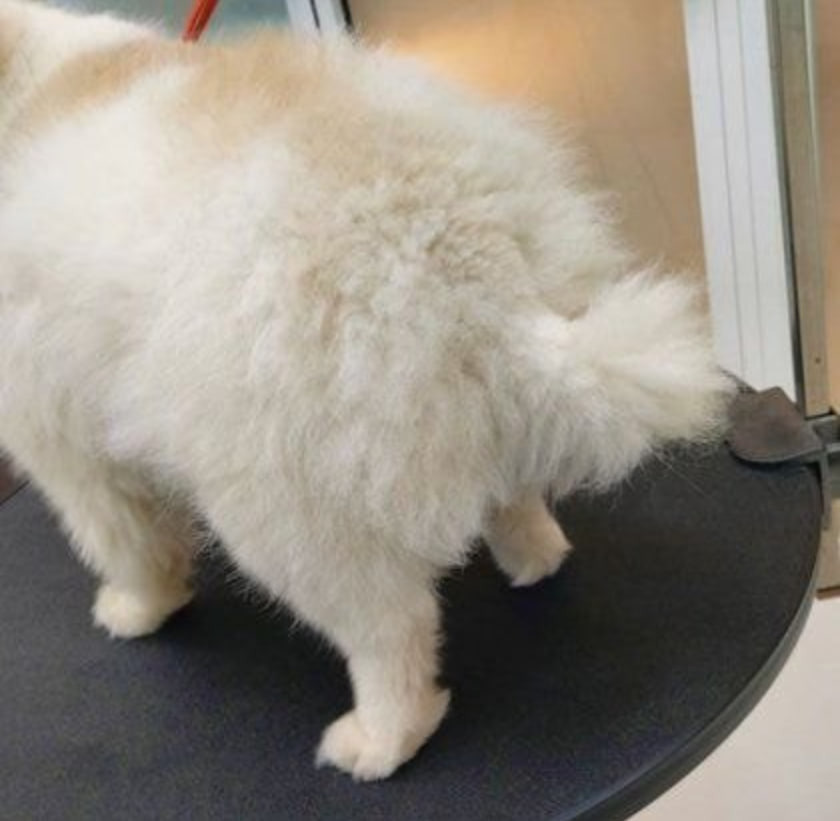 강아지 엉덩이 미용 전후 보실 분.jpg | 인스티즈