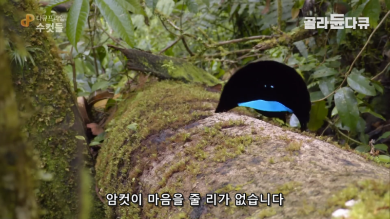 '아무도 날 사랑하지 않아...' 열흘째 짝짓기에 실패한 연애 초보 수컷 새의 절규 | 인스티즈