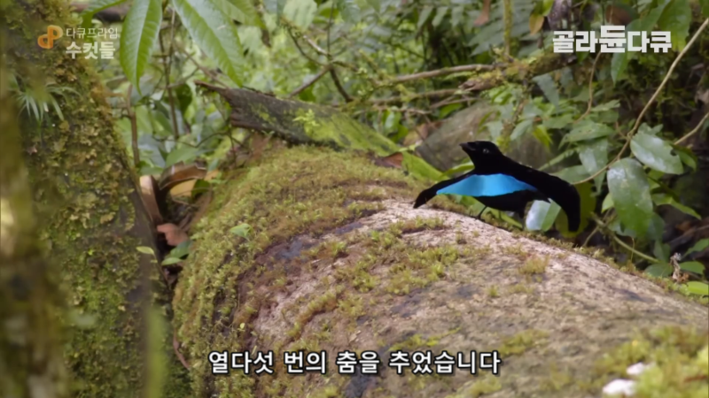 '아무도 날 사랑하지 않아...' 열흘째 짝짓기에 실패한 연애 초보 수컷 새의 절규 | 인스티즈
