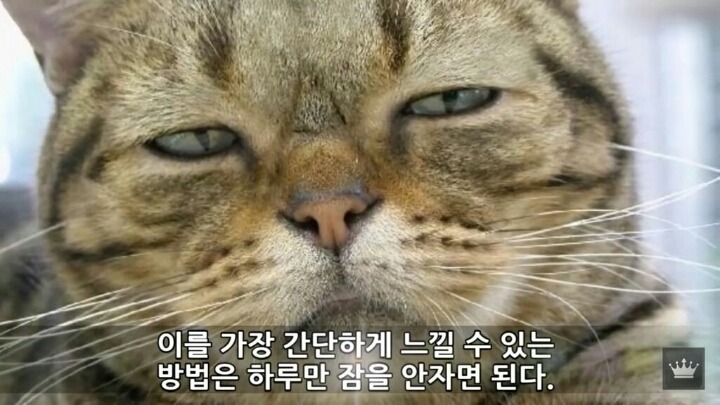 사람이 잠을 안자면 일어나는 현상 | 인스티즈