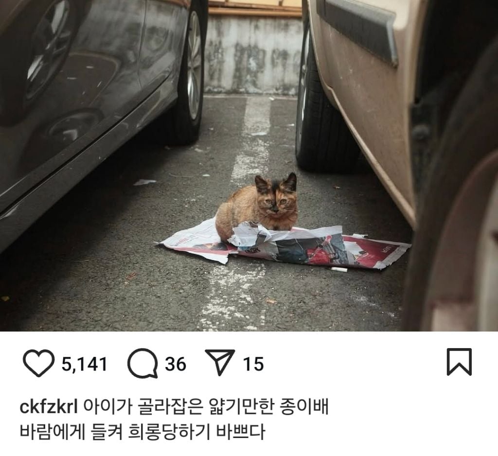 길고양이의 가혹한 겨울나기.. | 인스티즈