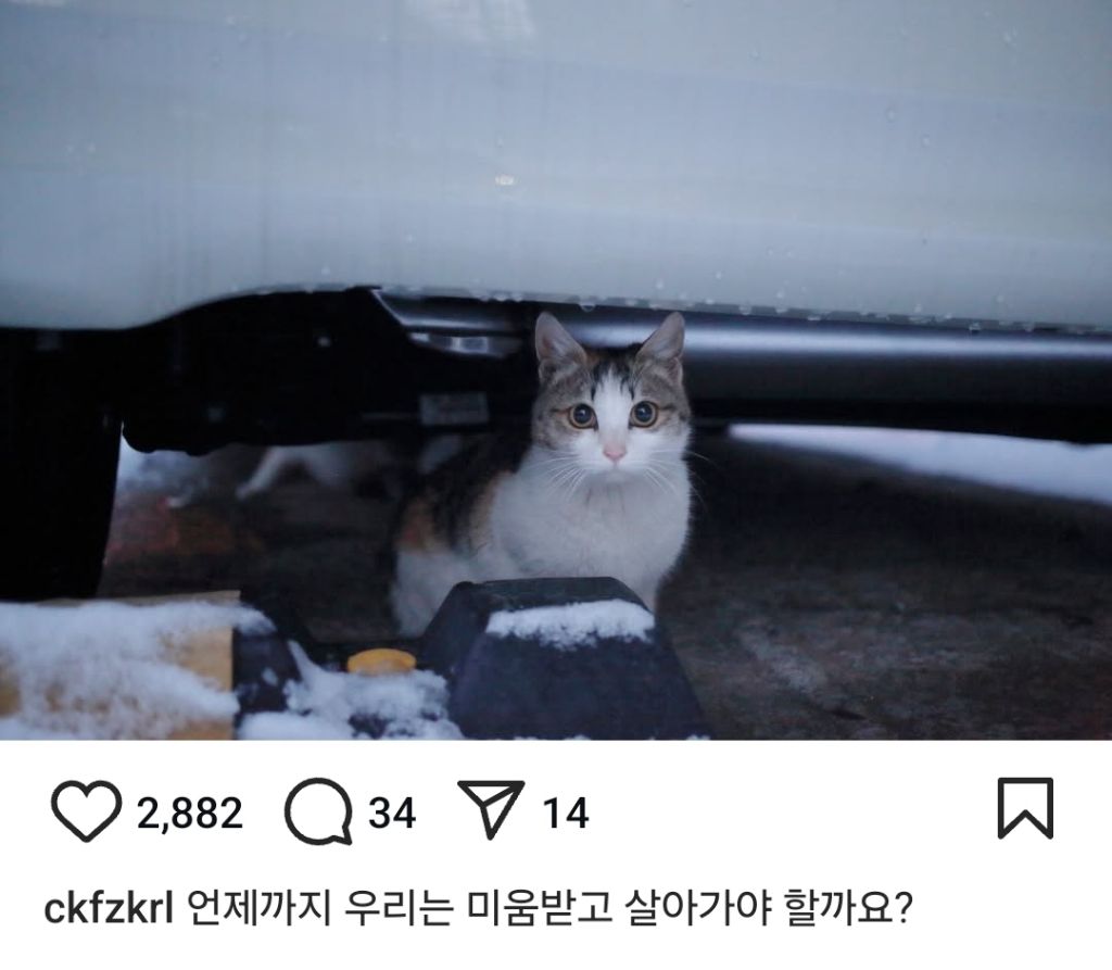 길고양이의 가혹한 겨울나기.. | 인스티즈