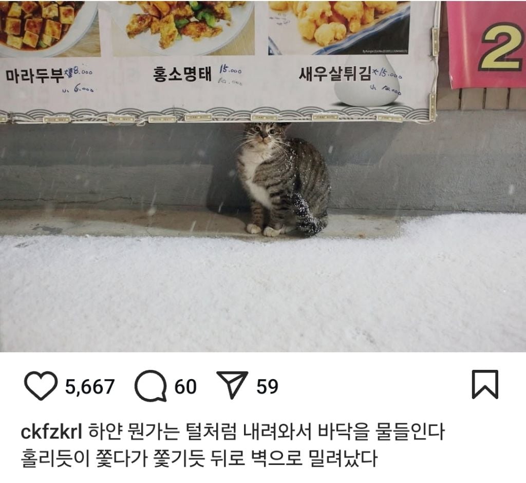 길고양이의 가혹한 겨울나기.. | 인스티즈
