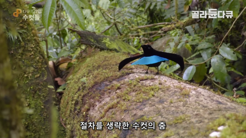 '아무도 날 사랑하지 않아...' 열흘째 짝짓기에 실패한 연애 초보 수컷 새의 절규 | 인스티즈