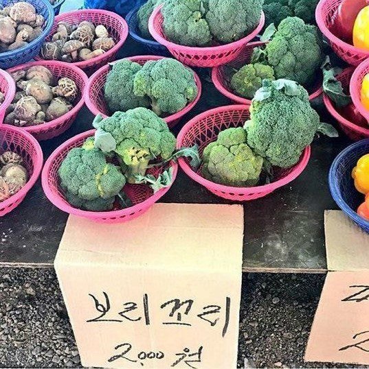 쫒파 칡촉 보리꼬리.JPG | 인스티즈