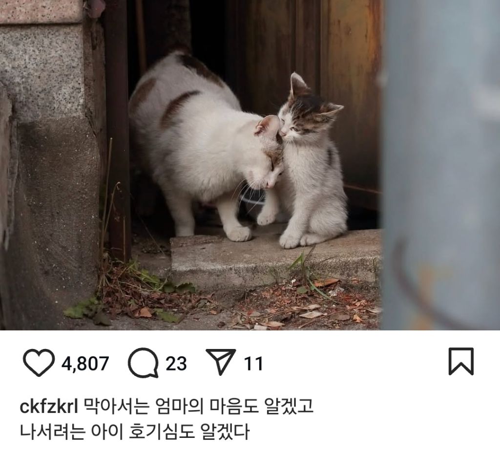 길고양이의 가혹한 겨울나기.. | 인스티즈